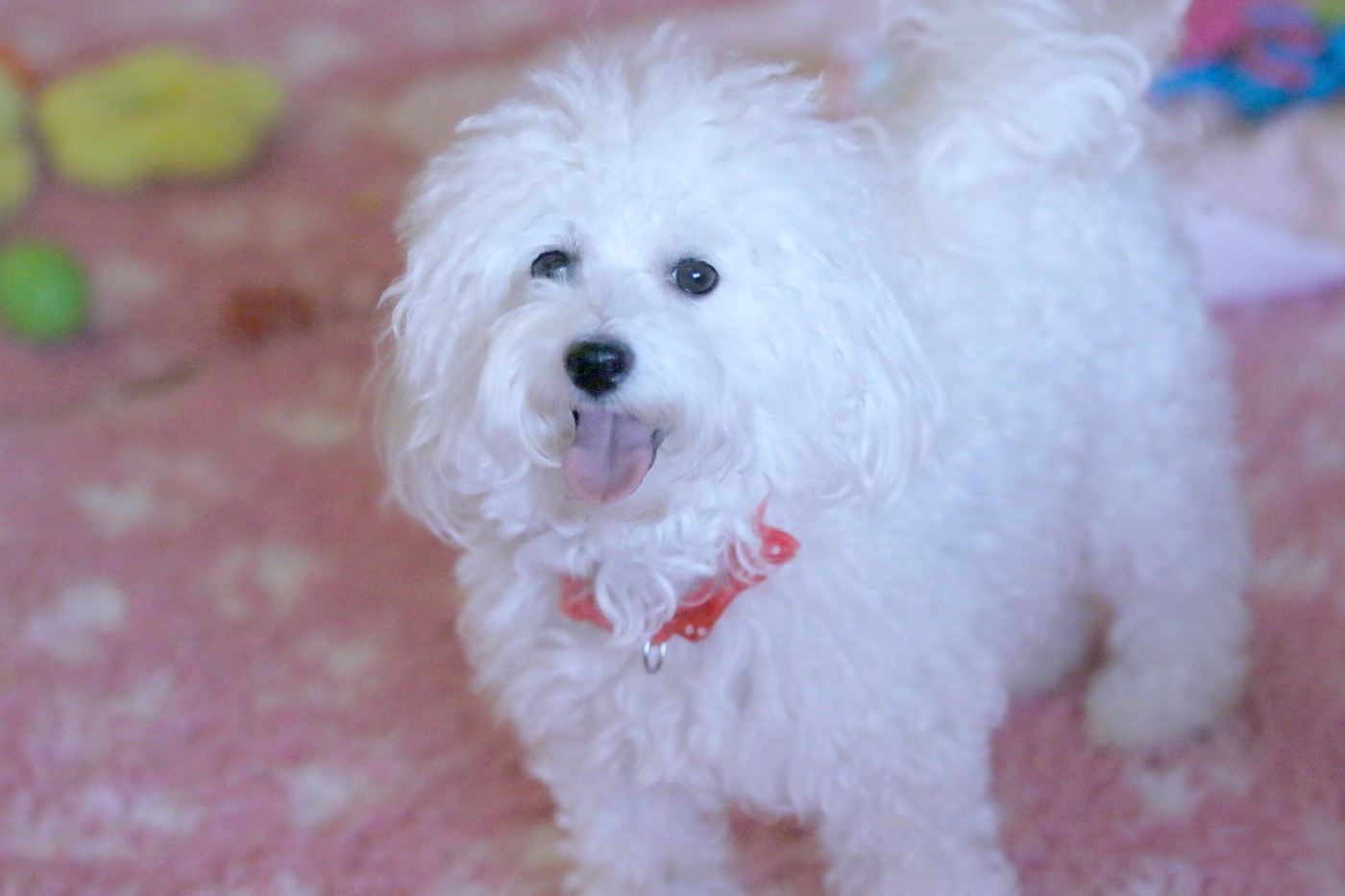 Sissi de la Felhotte