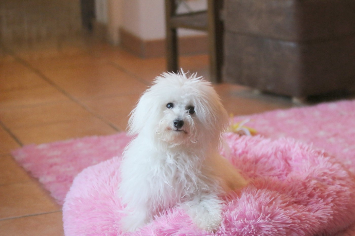 Tennessee de la Felhotte