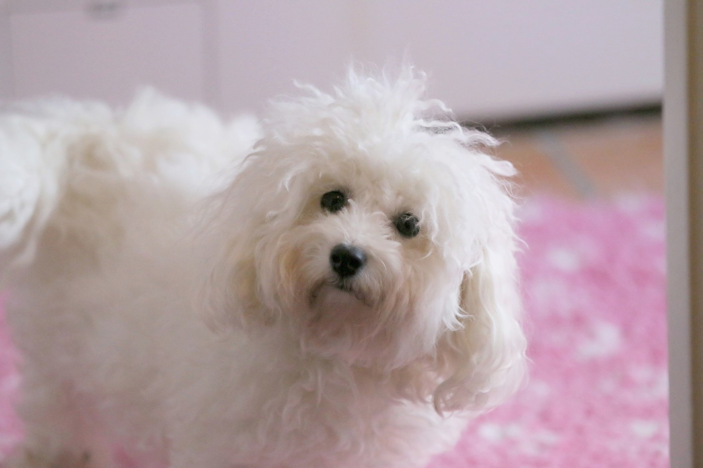 Tenerife de la Felhotte