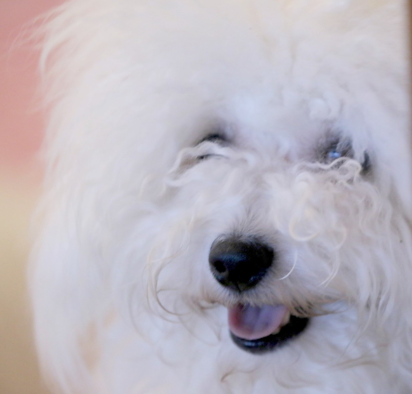 Samsara de la Felhotte