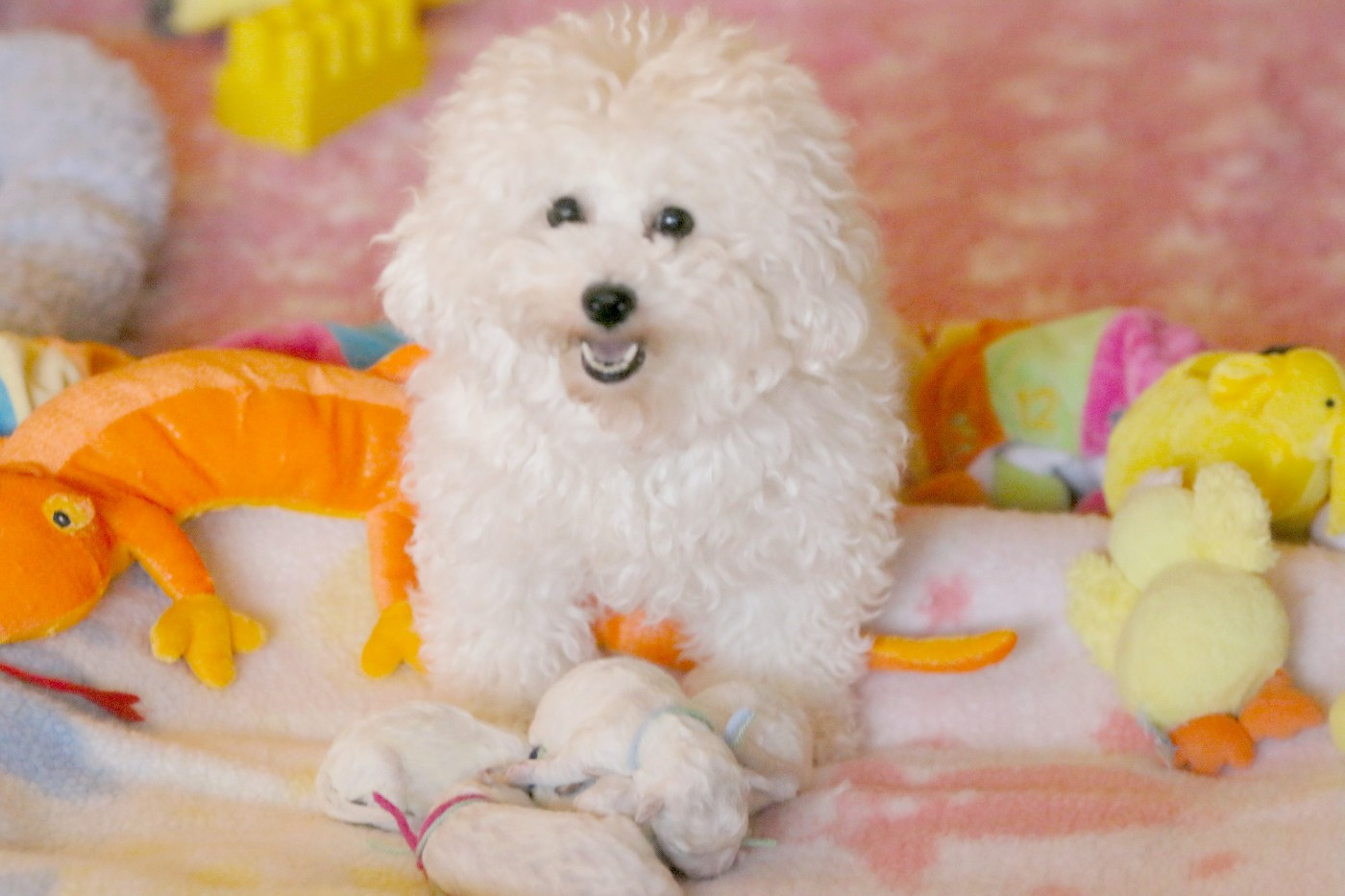 Tamara de la Felhotte