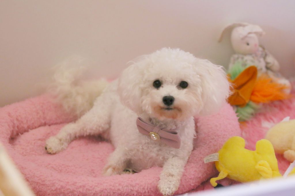 Sabatta de la Felhotte