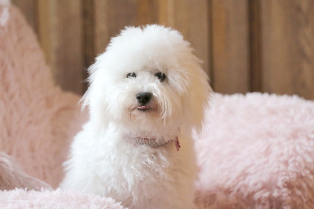 Vaïana de la Felhotte