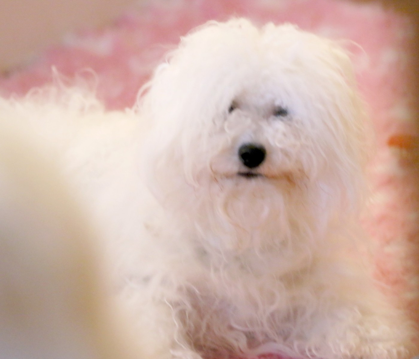 Vénus de la Felhotte