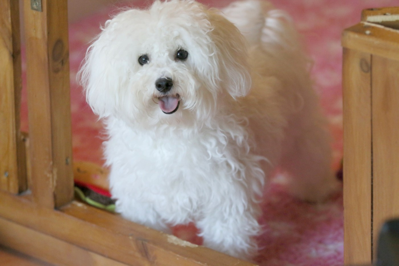 Violette de la Felhotte