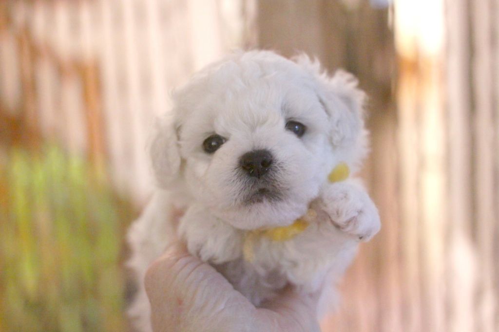 de la Felhotte - Chiots disponibles - Bichon Frise