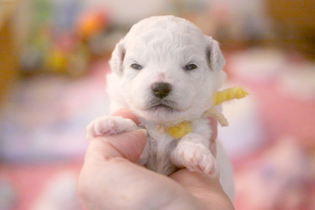 de la Felhotte - Chiots disponibles - Bichon Frise