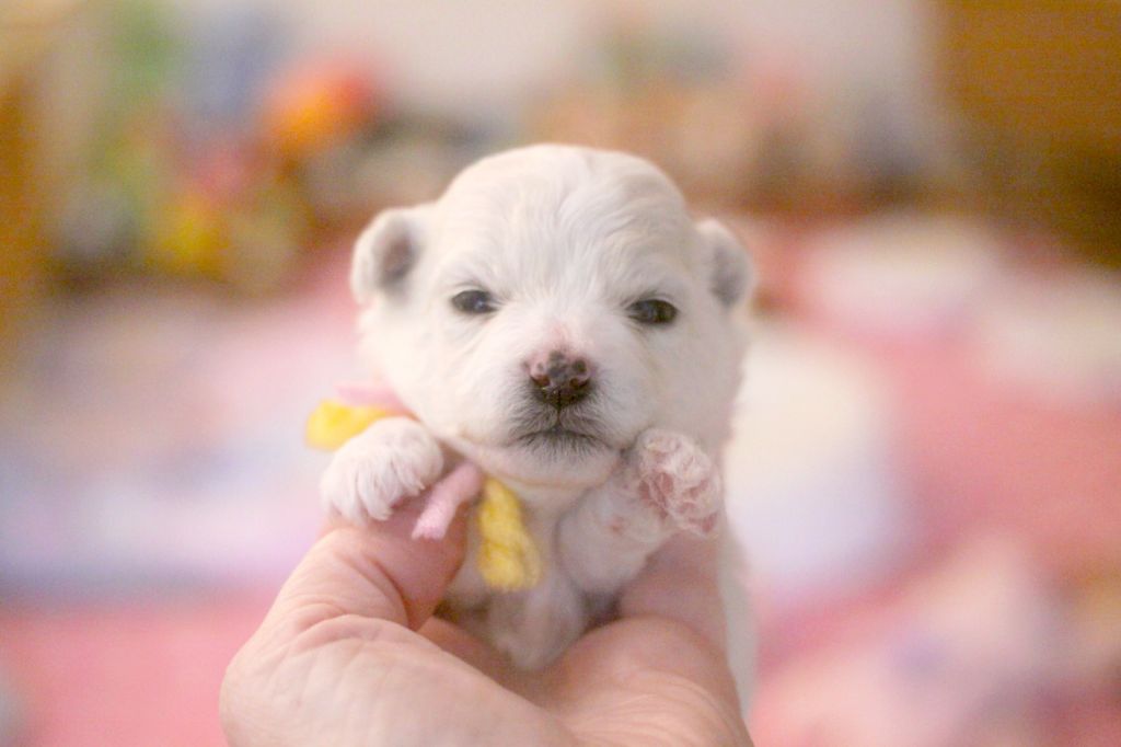 de la Felhotte - Chiots disponibles - Bichon Frise