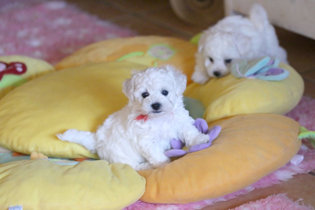 Chiot Bichon Frise de la Felhotte