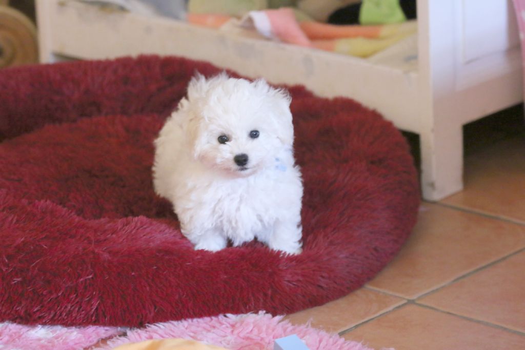 Chiot Bichon Frise de la Felhotte