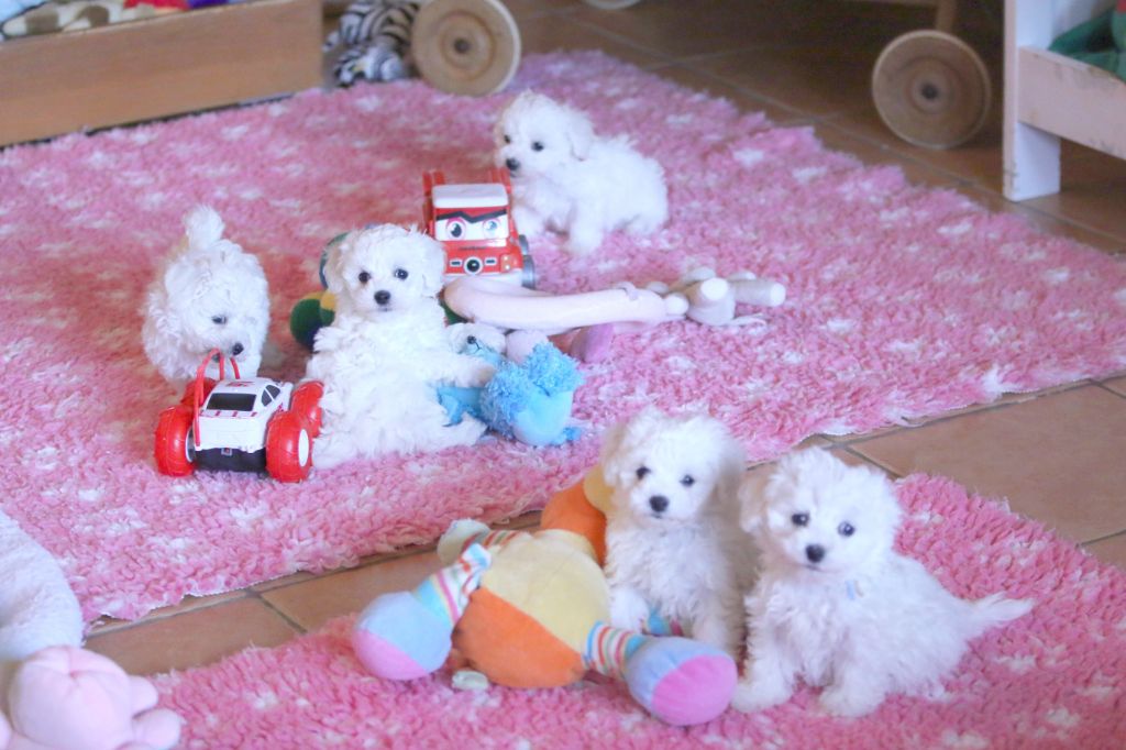 Chiot Bichon Frise de la Felhotte