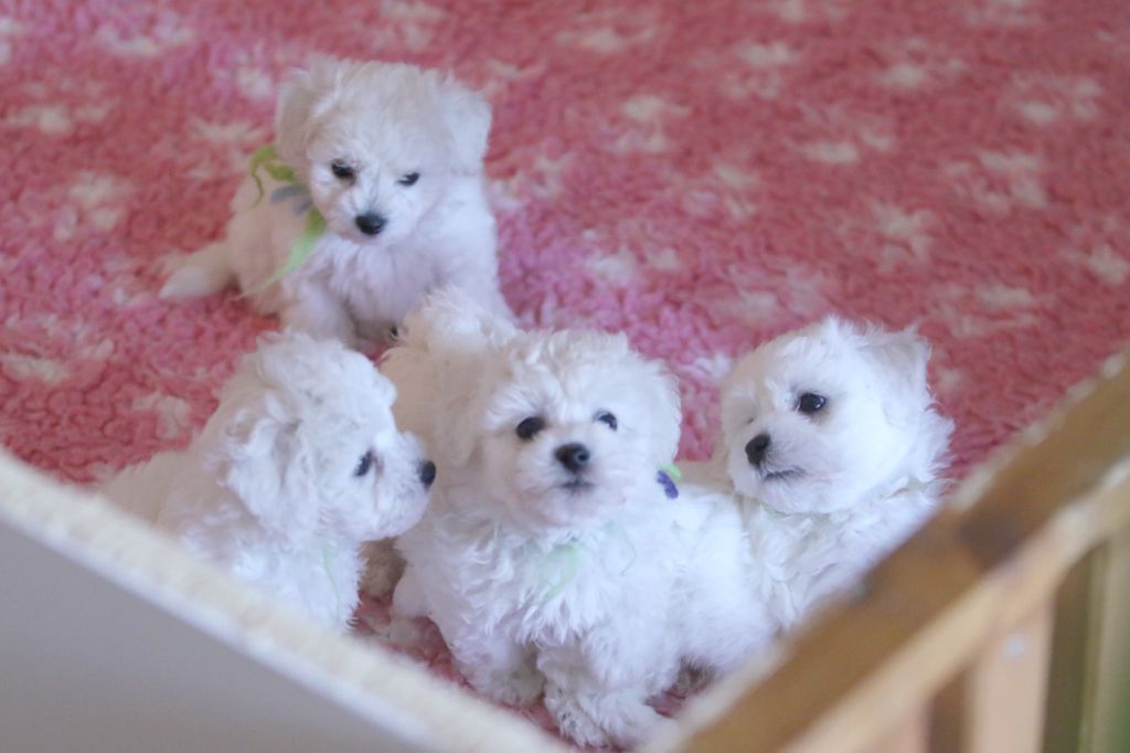 Chiot Bichon Frise de la Felhotte