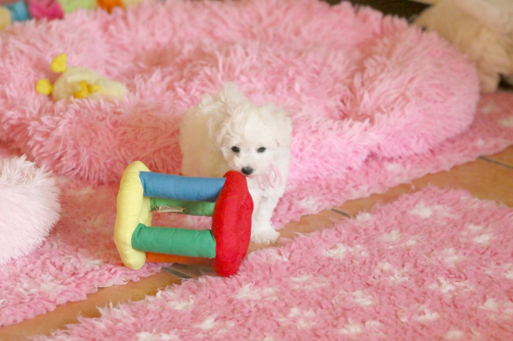 de la Felhotte - Chiots disponibles - Bichon Frise