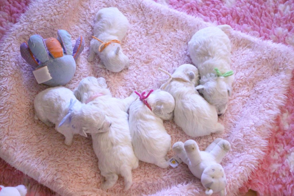 Chiot Bichon Frise de la Felhotte