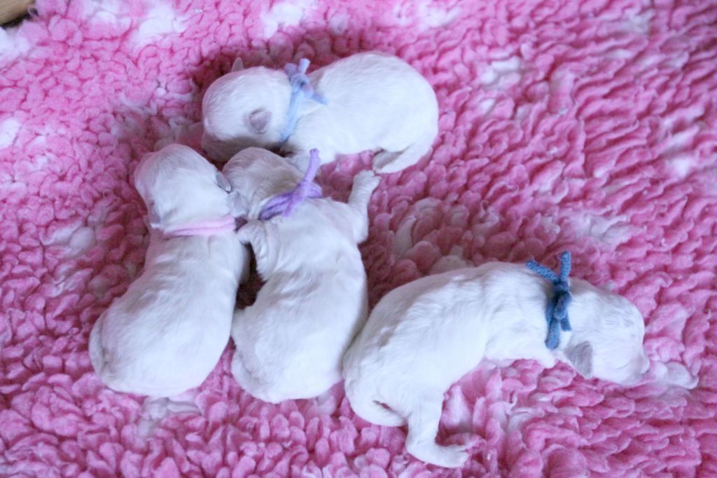 Chiot Bichon Frise de la Felhotte