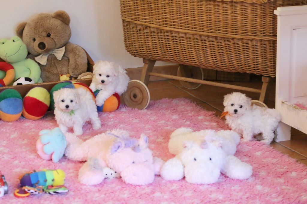 Chiot Bichon Frise de la Felhotte