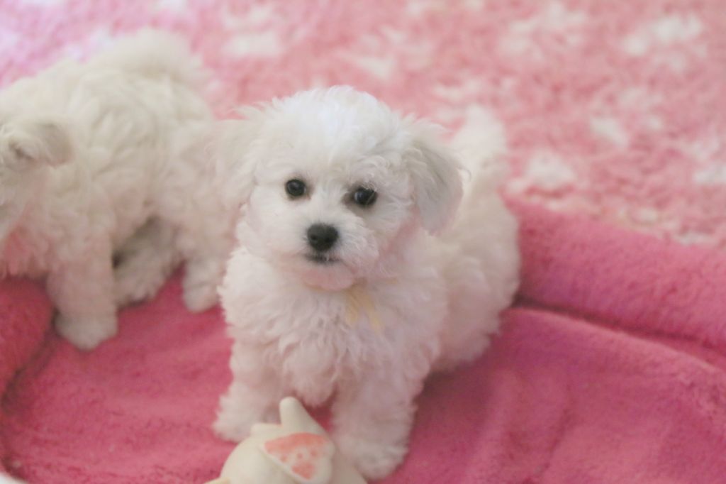 de la Felhotte - Chiots disponibles - Bichon Frise