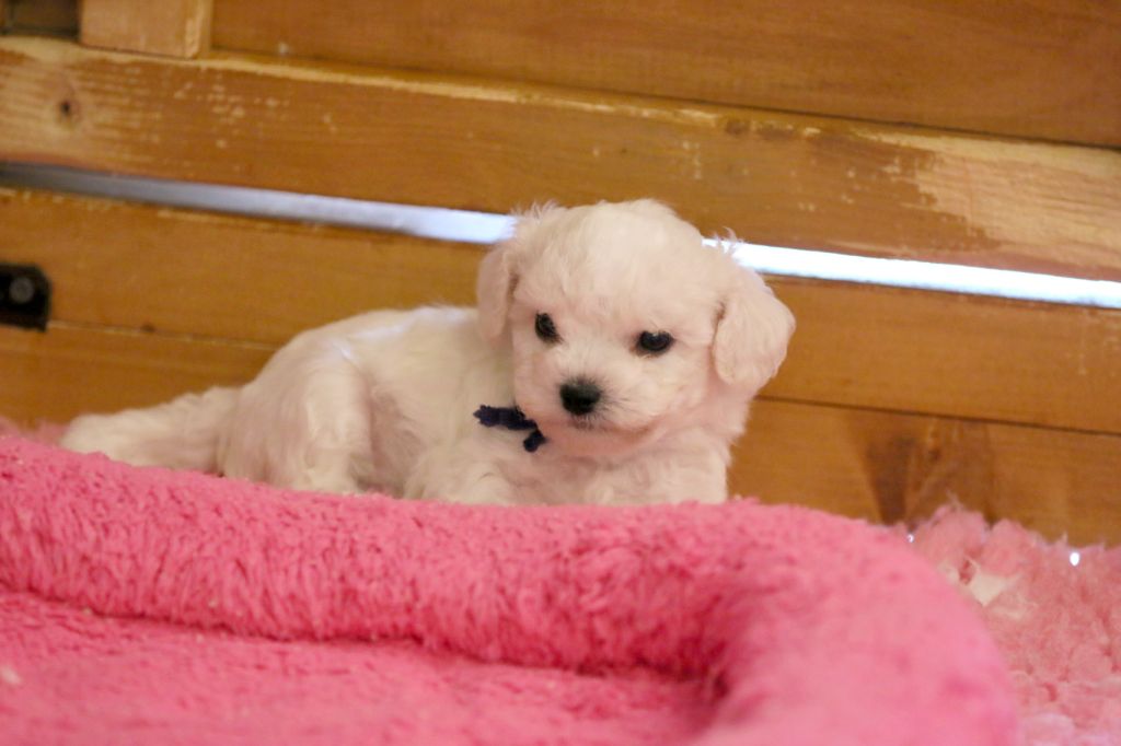 de la Felhotte - Chiots disponibles - Bichon Frise