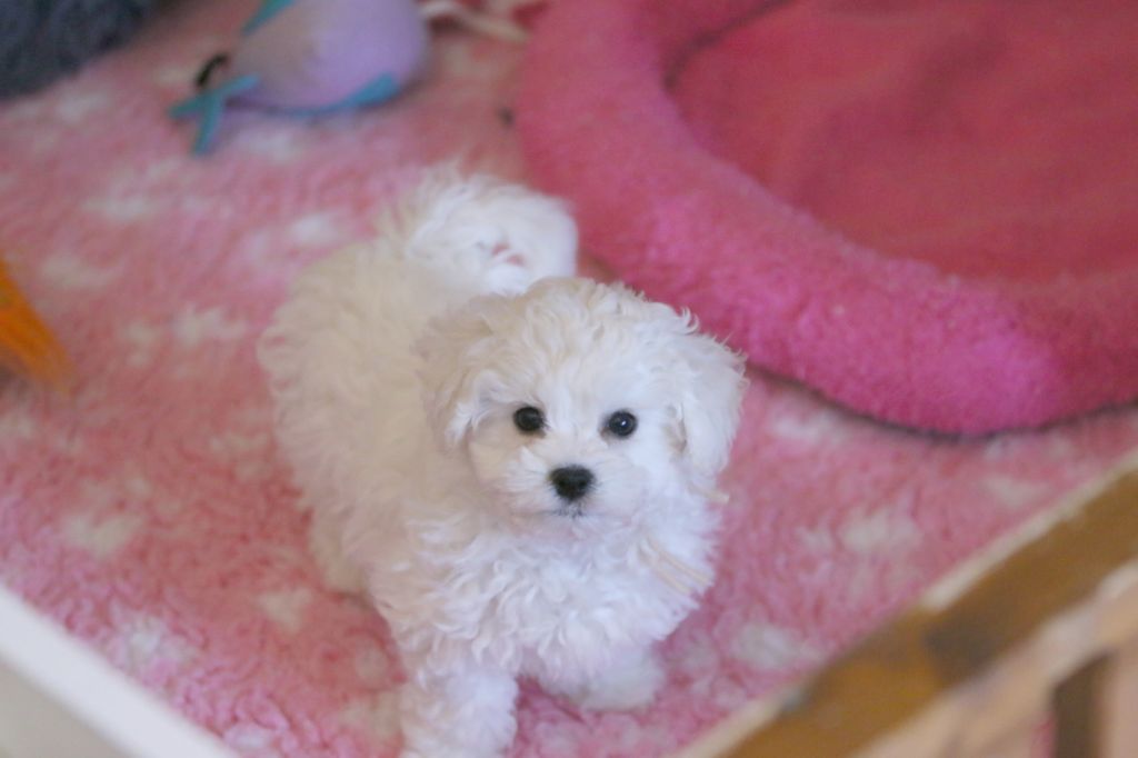 Chiot Bichon Frise de la Felhotte