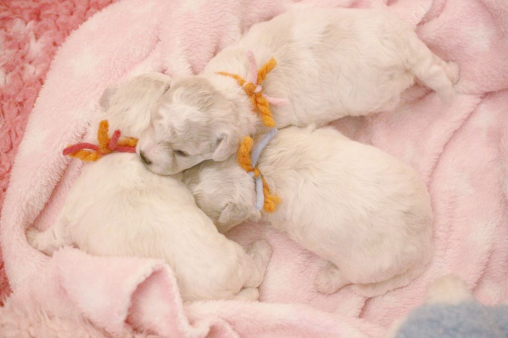 Chiot Bichon Frise de la Felhotte