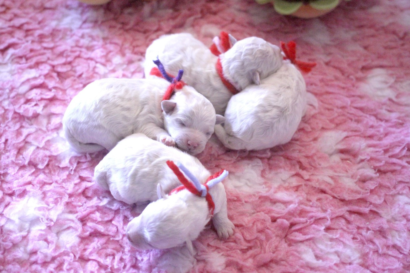 Chiot Bichon Frise de la Felhotte