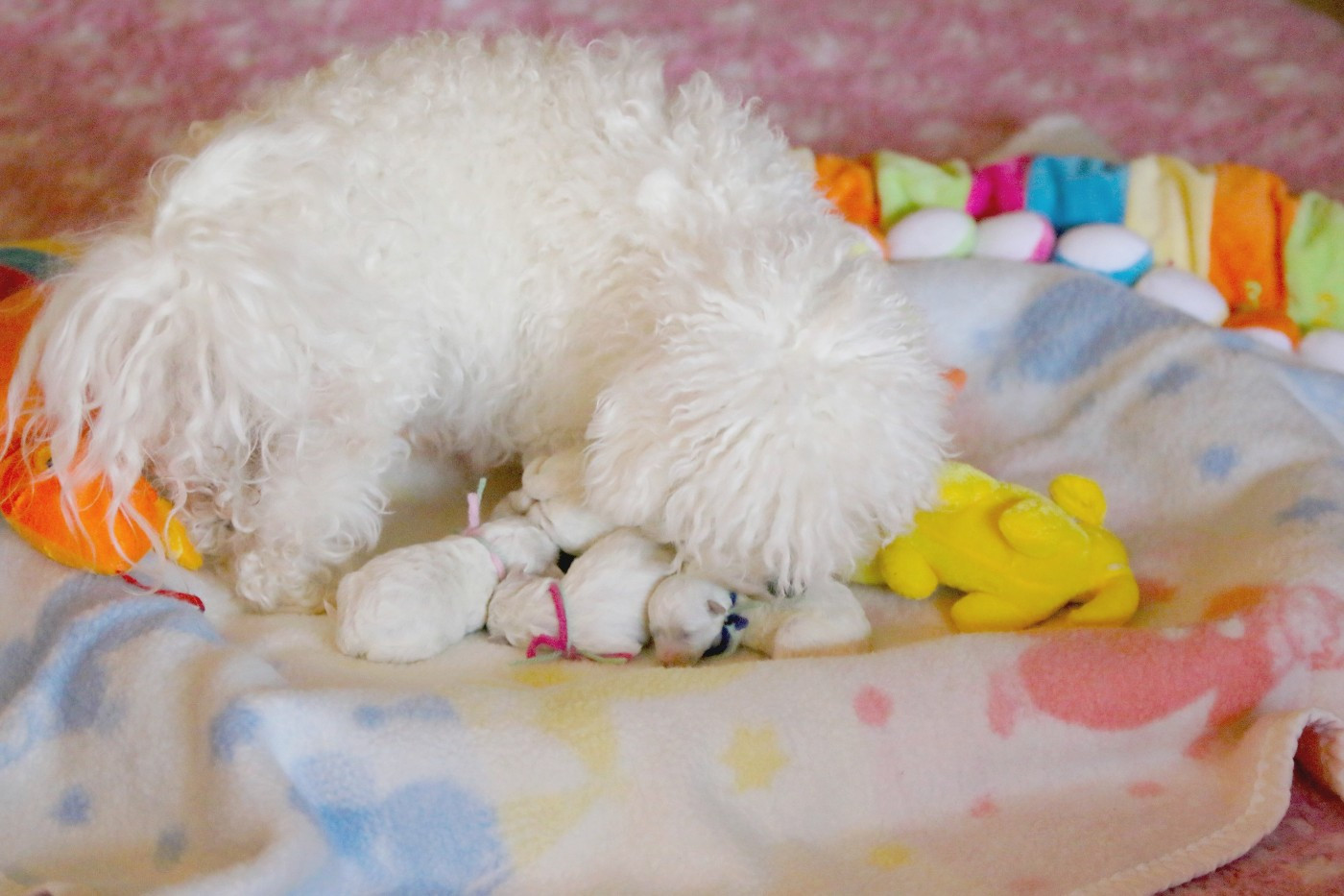 Chiot Bichon Frise de la Felhotte