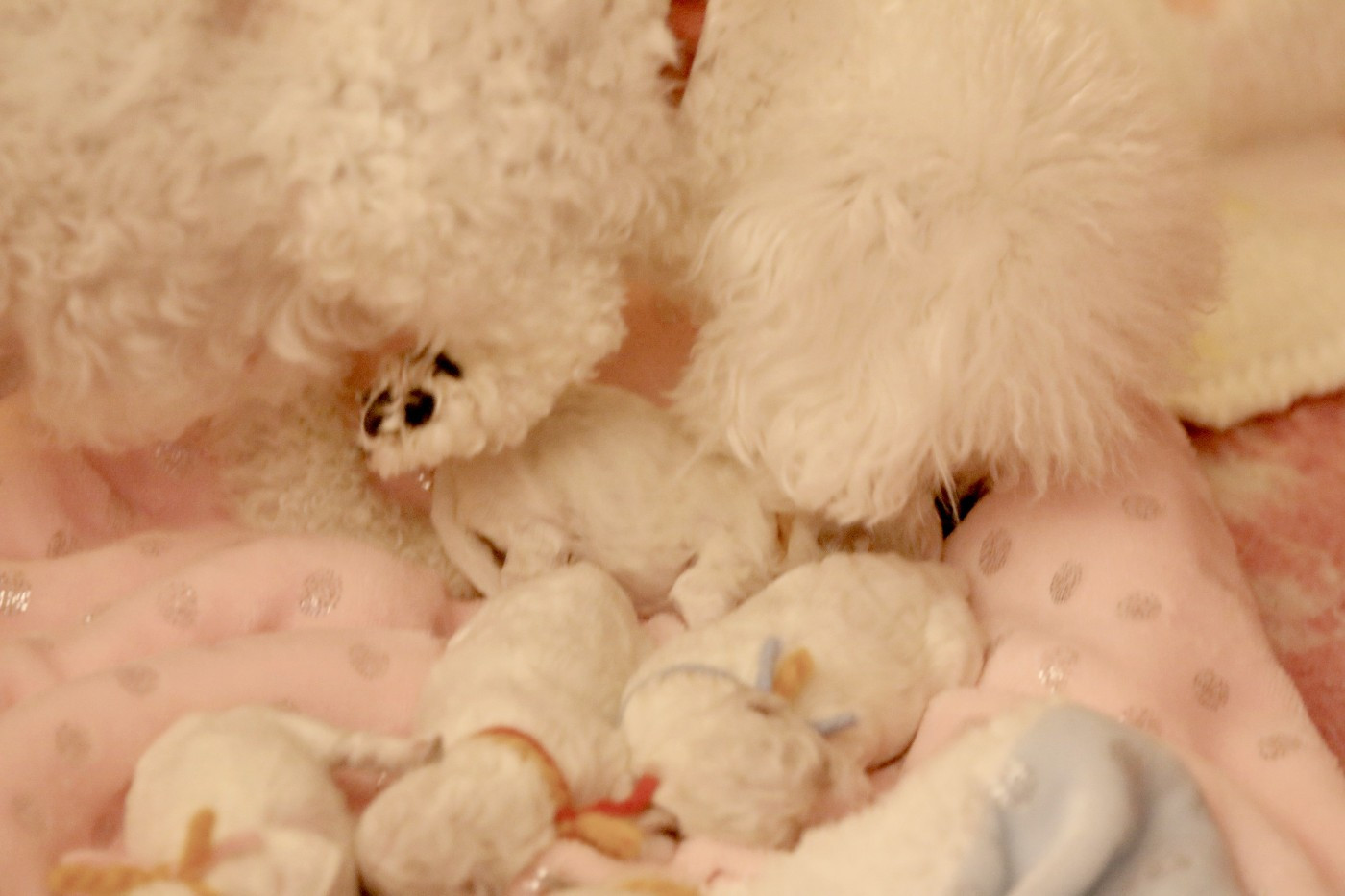 Chiot Bichon Frise de la Felhotte