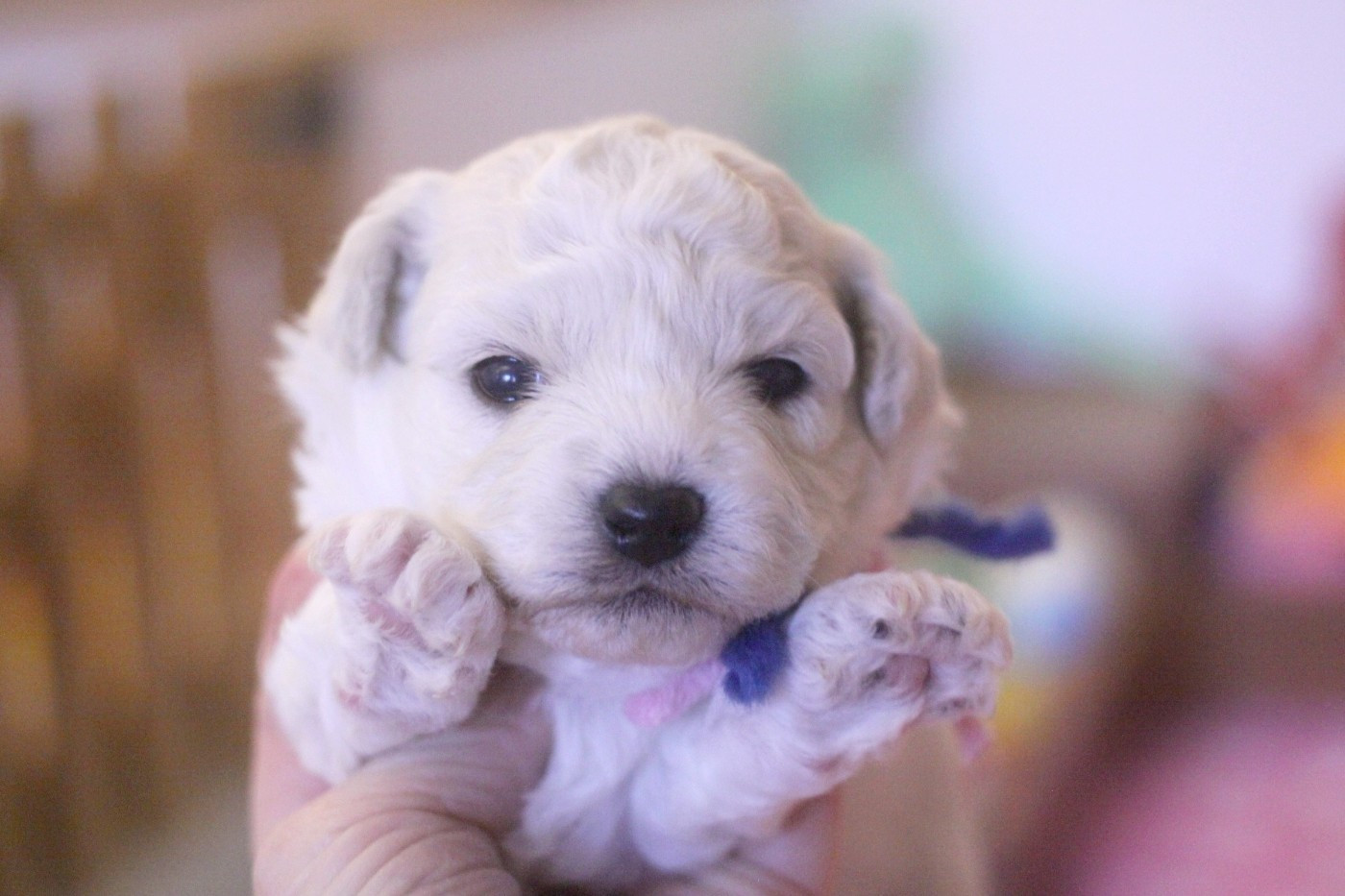de la Felhotte - Chiots disponibles - Bichon Frise