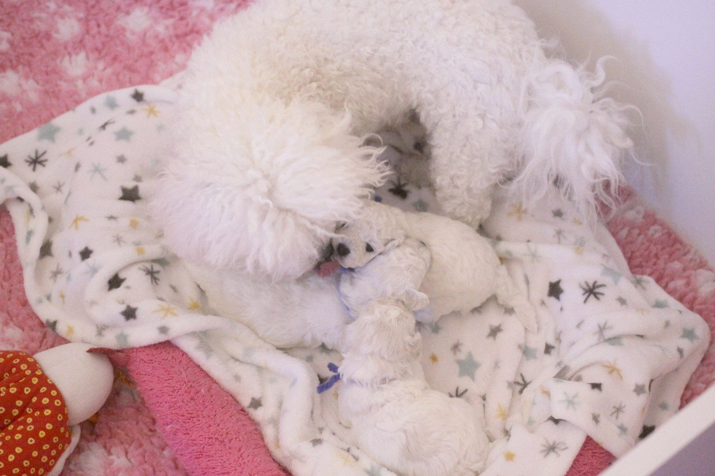 de la Felhotte - Bichon Frise - Portée née le 24/11/2025