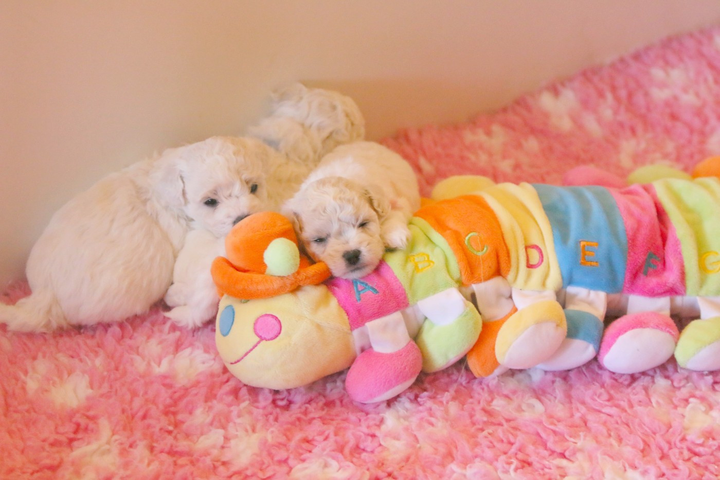 de la Felhotte - Bichon Frise - Portée née le 17/11/2025