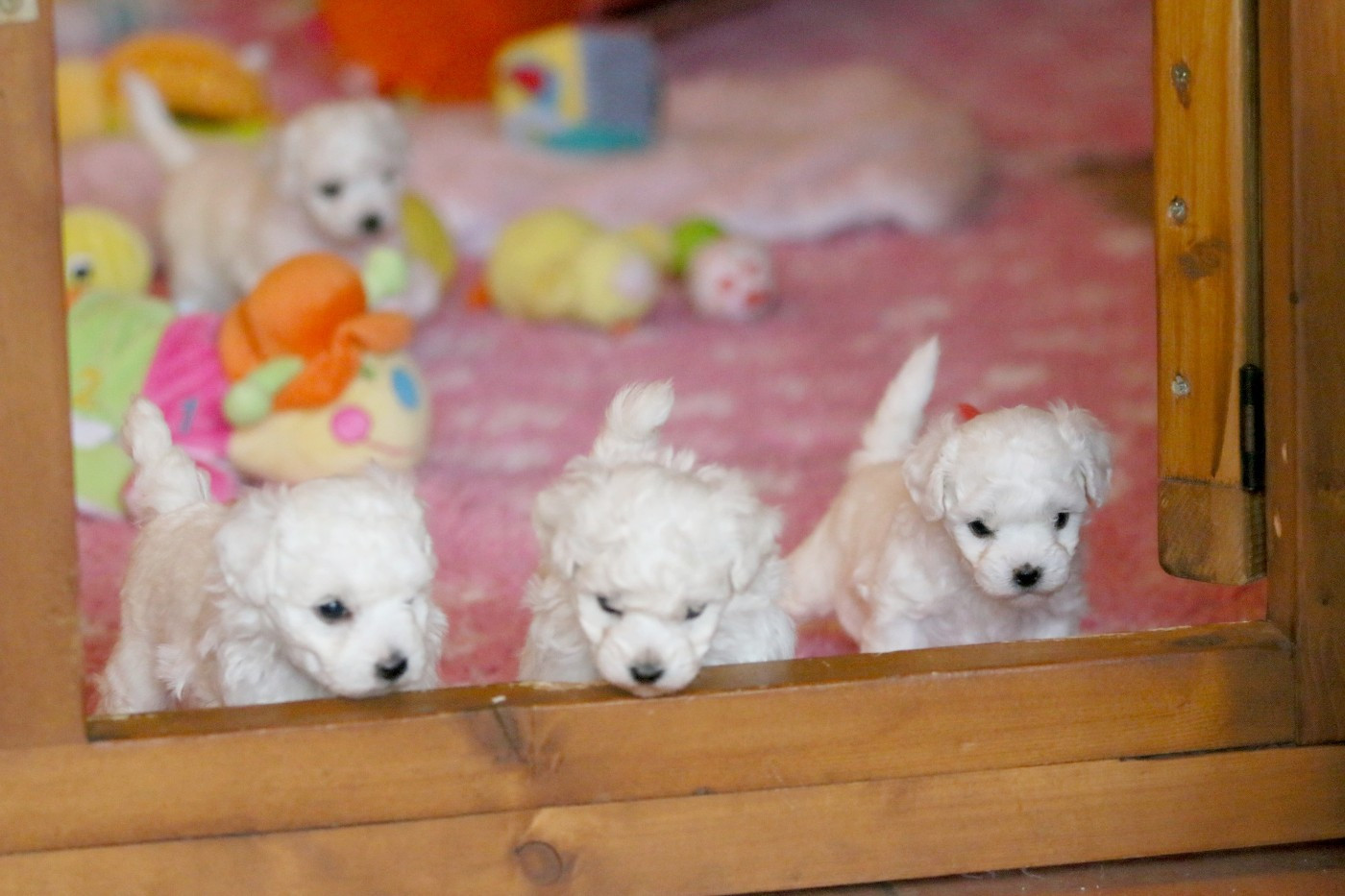 de la Felhotte - Bichon Frise - Portée née le 14/11/2025