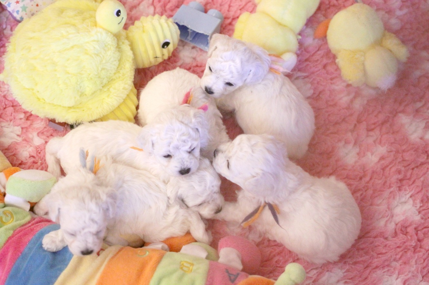 de la Felhotte - Bichon Frise - Portée née le 19/11/2025