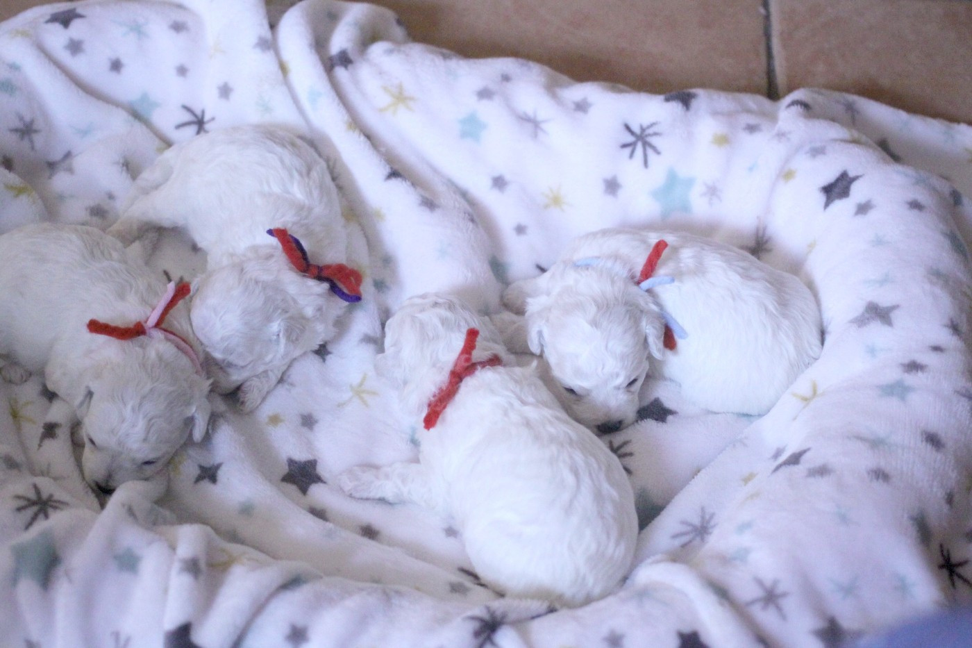 de la Felhotte - Bichon Frise - Portée née le 28/11/2025