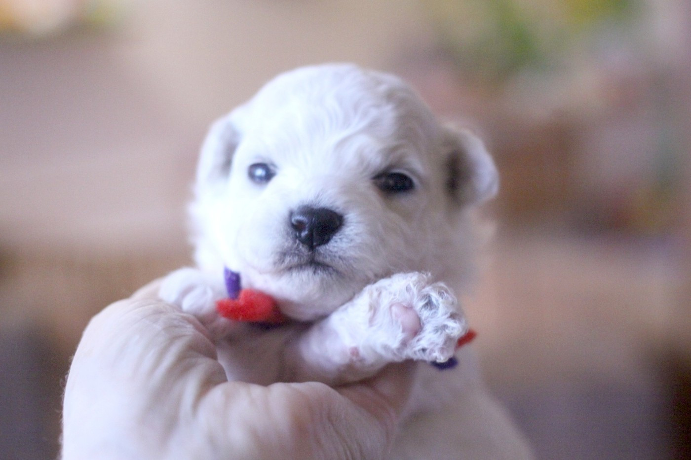 de la Felhotte - Chiots disponibles - Bichon Frise