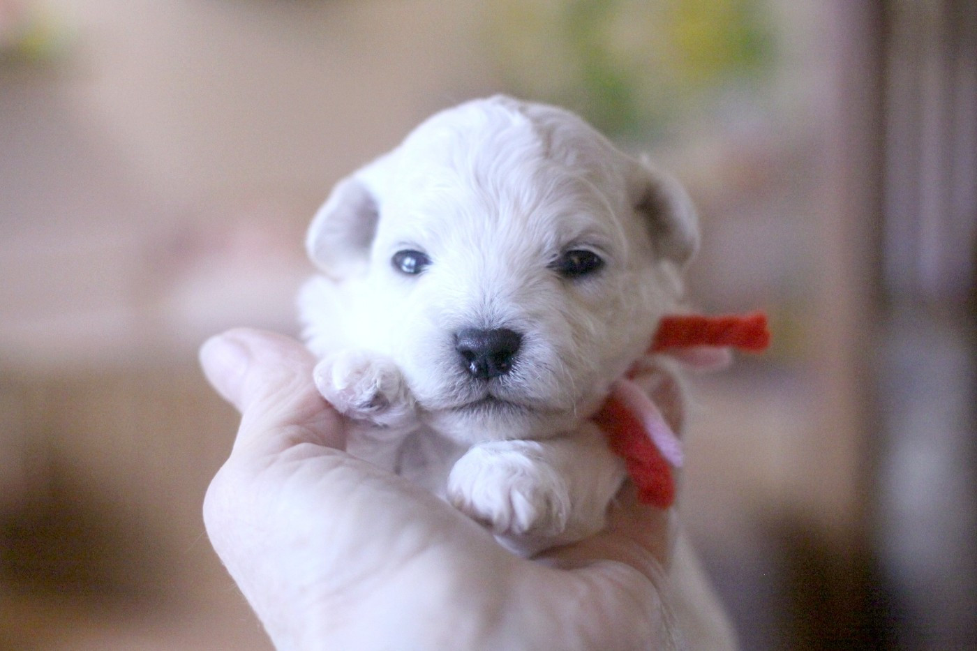 de la Felhotte - Chiots disponibles - Bichon Frise