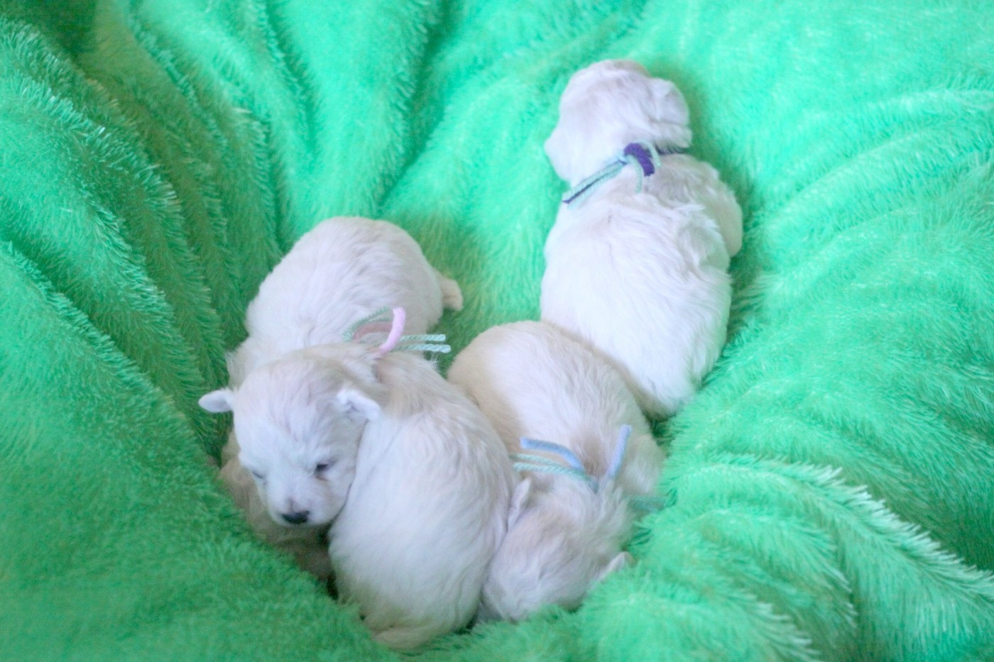 de la Felhotte - Bichon Frise - Portée née le 26/11/2025