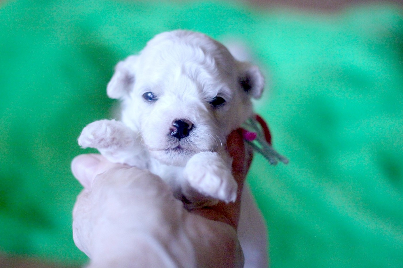 de la Felhotte - Chiots disponibles - Bichon Frise