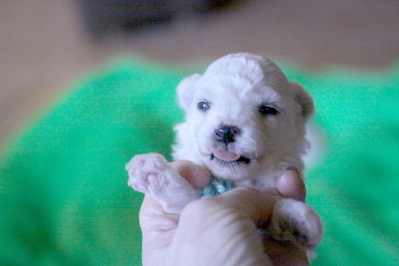 de la Felhotte - Chiots disponibles - Bichon Frise