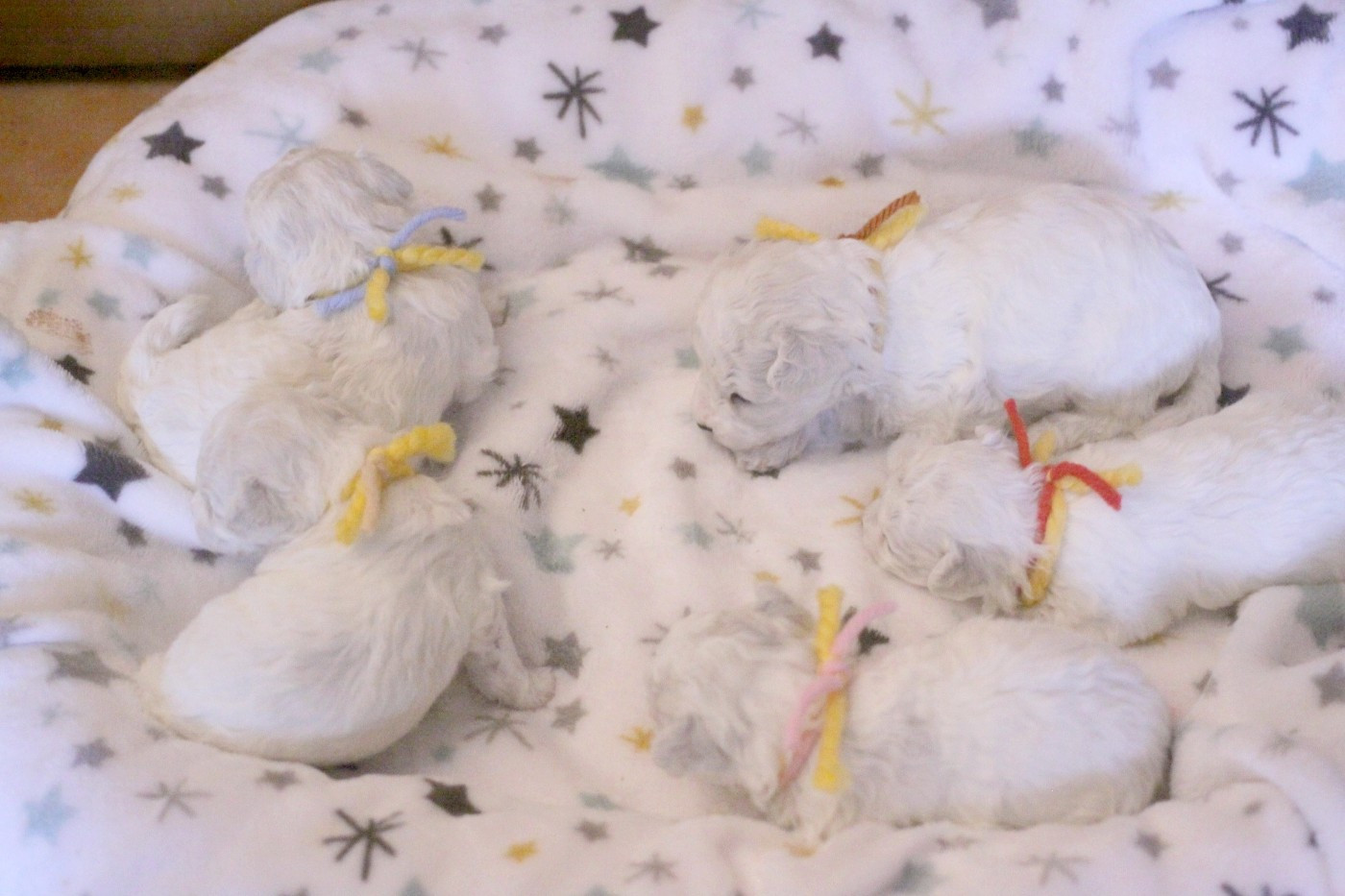 Chiot Bichon Frise de la Felhotte