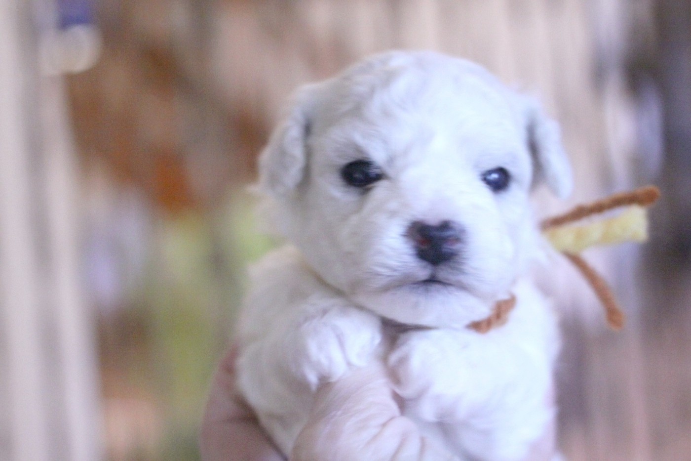 de la Felhotte - Chiots disponibles - Bichon Frise