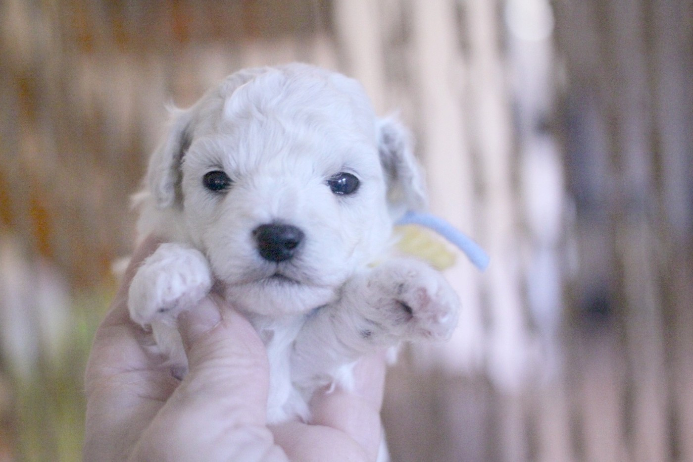 de la Felhotte - Chiots disponibles - Bichon Frise