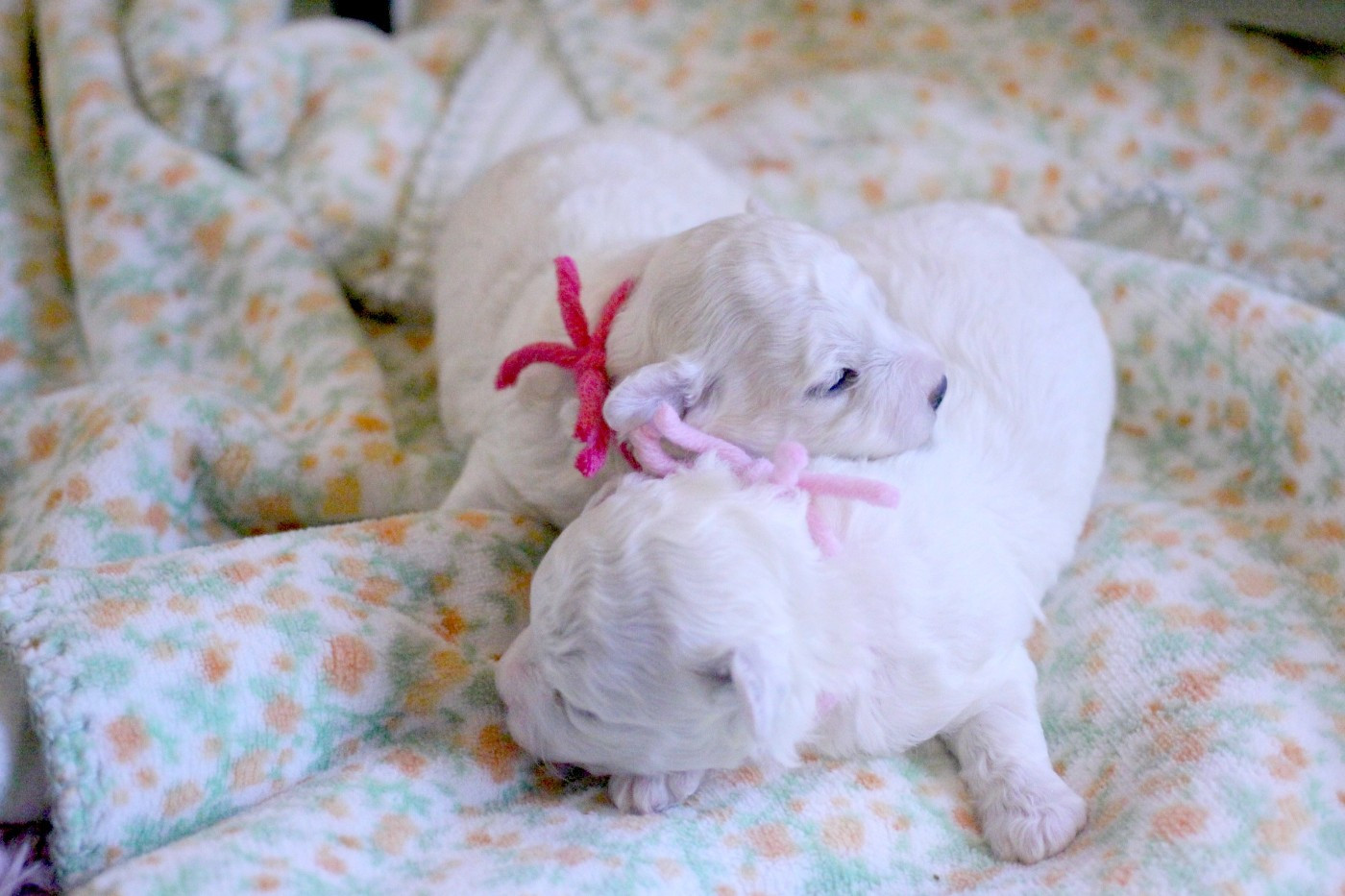 de la Felhotte - Bichon Frise - Portée née le 04/12/2025