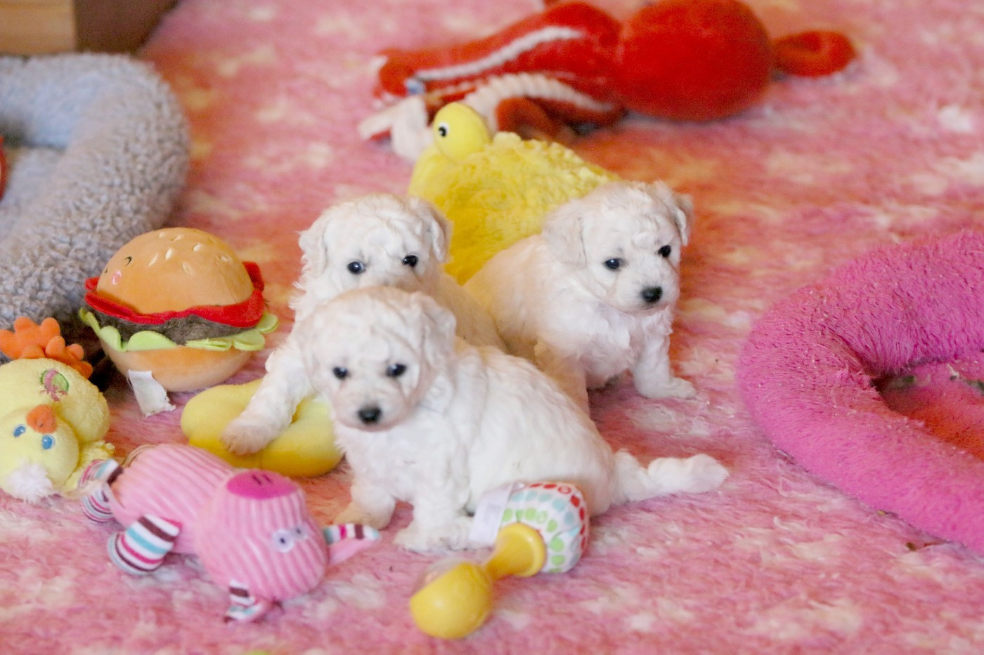 de la Felhotte - Bichon Frise - Portée née le 24/11/2025