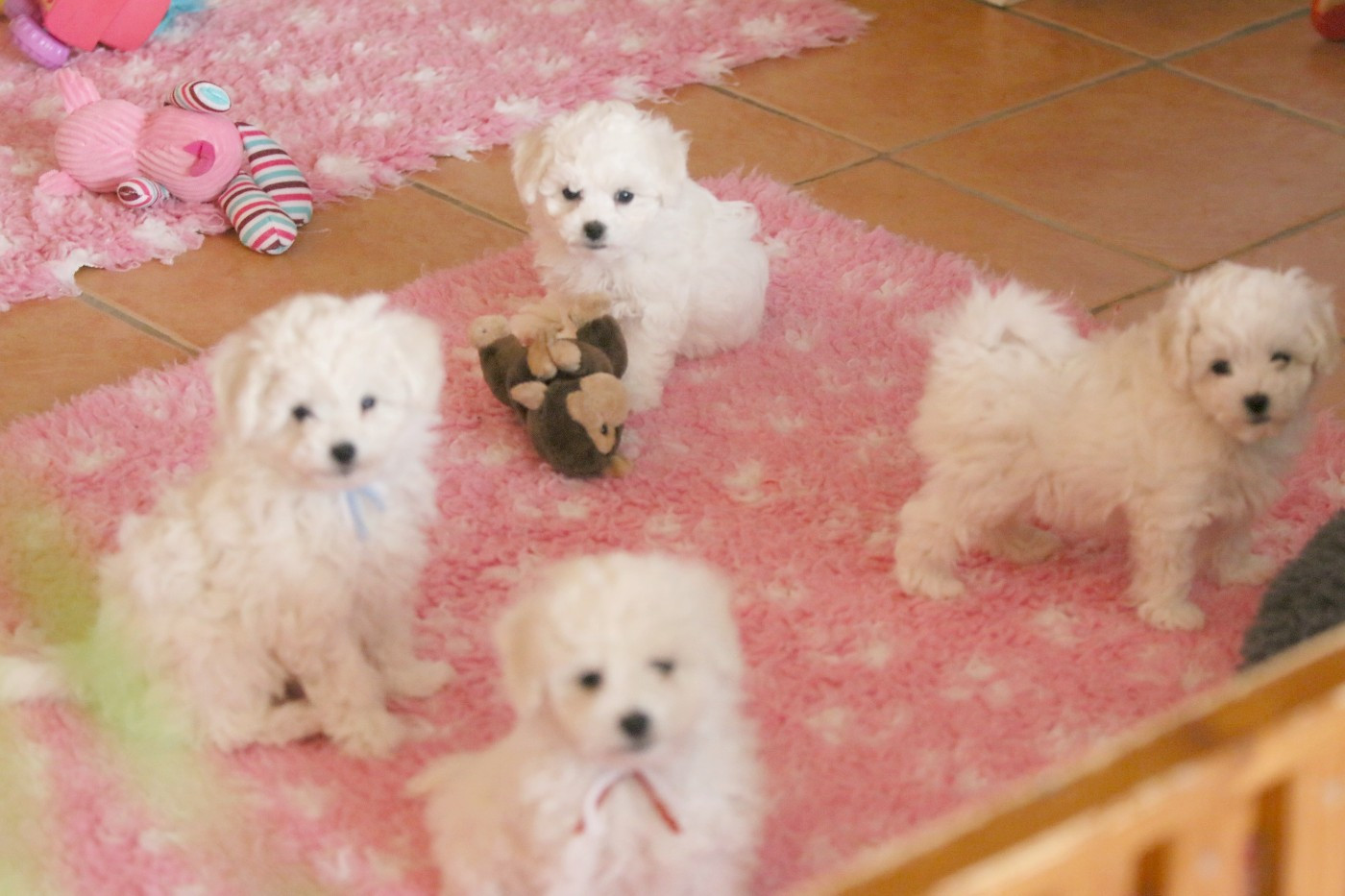 de la Felhotte - Bichon Frise - Portée née le 14/11/2025