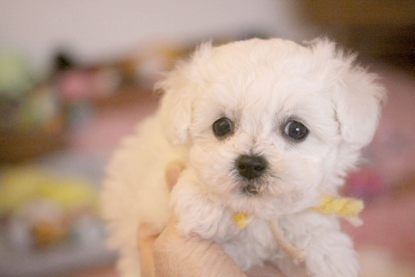 de la Felhotte - Chiots disponibles - Bichon Frise