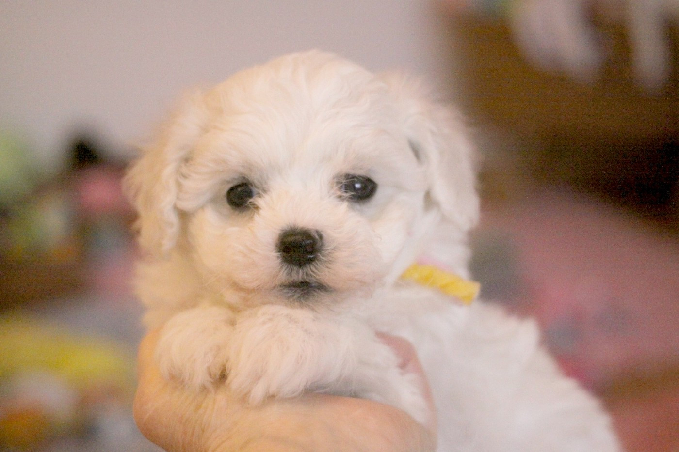 de la Felhotte - Chiots disponibles - Bichon Frise