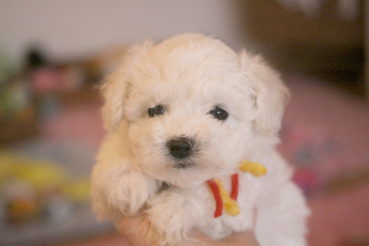 de la Felhotte - Chiots disponibles - Bichon Frise