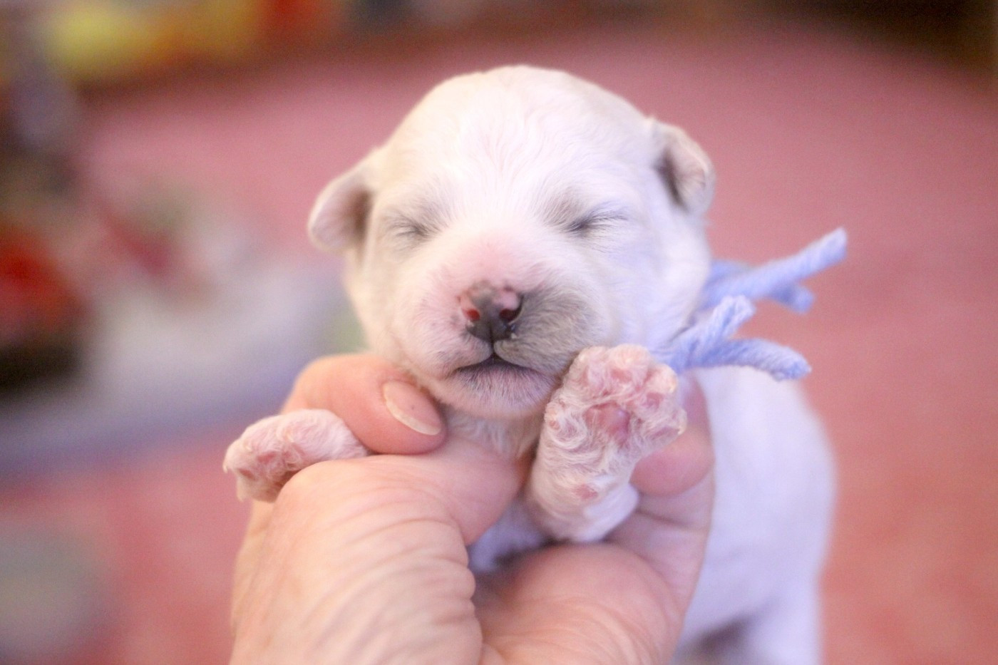 de la Felhotte - Chiots disponibles - Bichon Frise