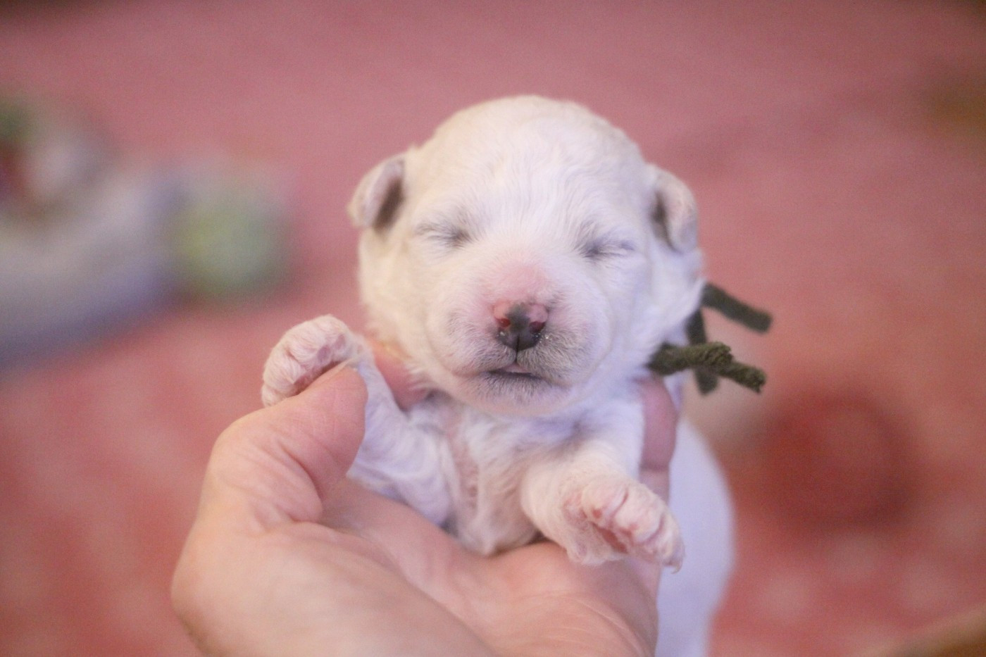 de la Felhotte - Chiots disponibles - Bichon Frise