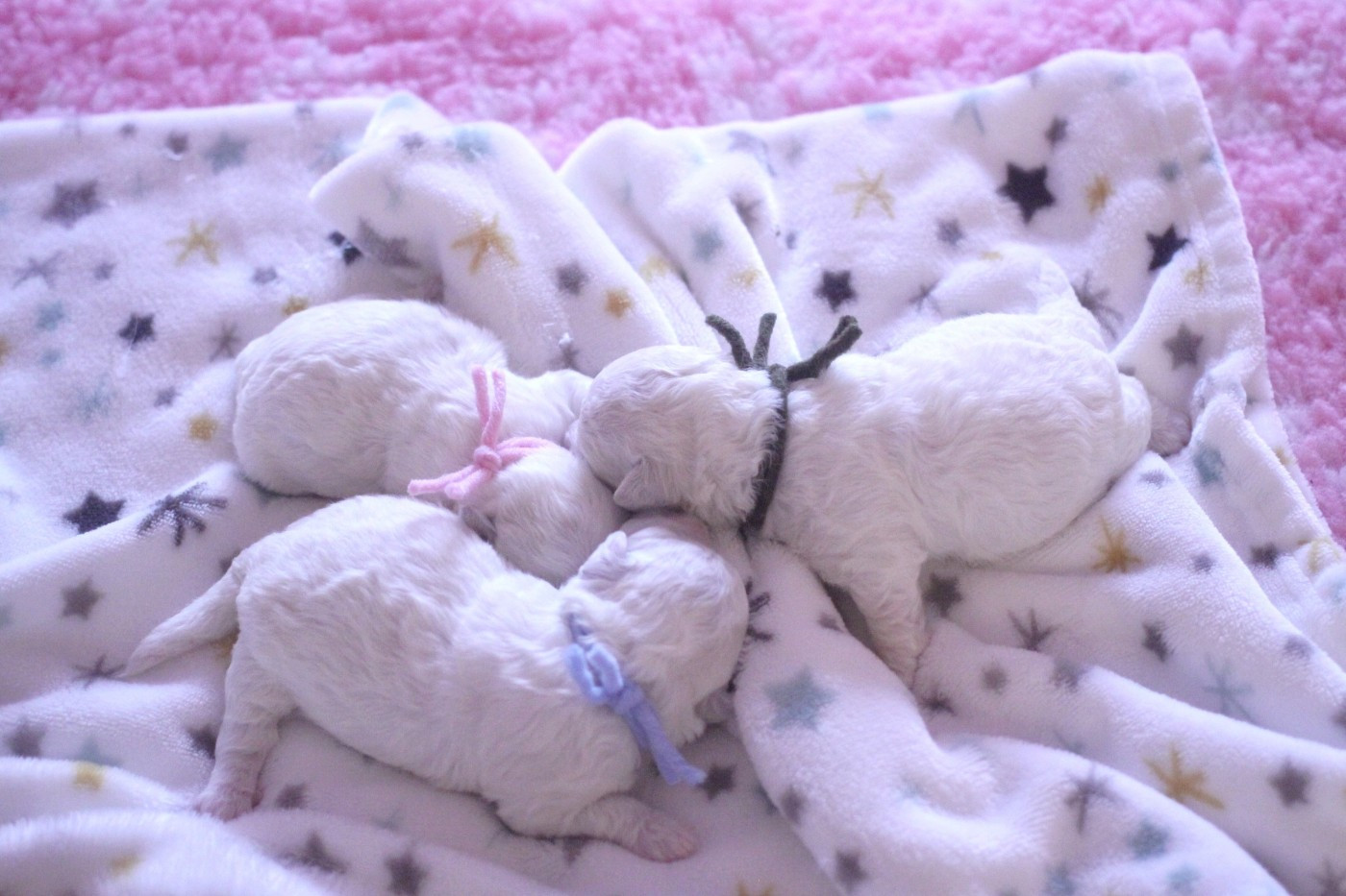 Chiot Bichon Frise de la Felhotte